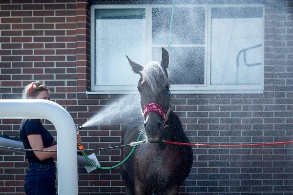 Spritzwasser beim Waschen eines Pferdes aus einem Schlauch — Stockfoto