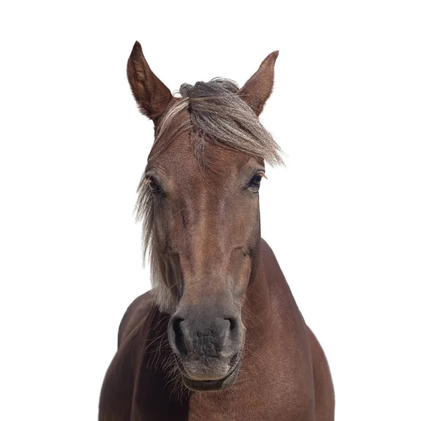 Porträtt av en brun häst med en ljus röd — Stockfoto