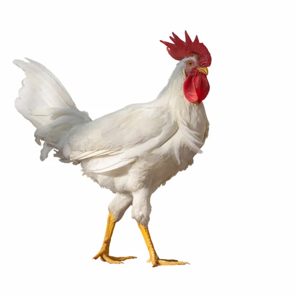 White rooster with a big red crest isolated on white background — Stock Photo, Image