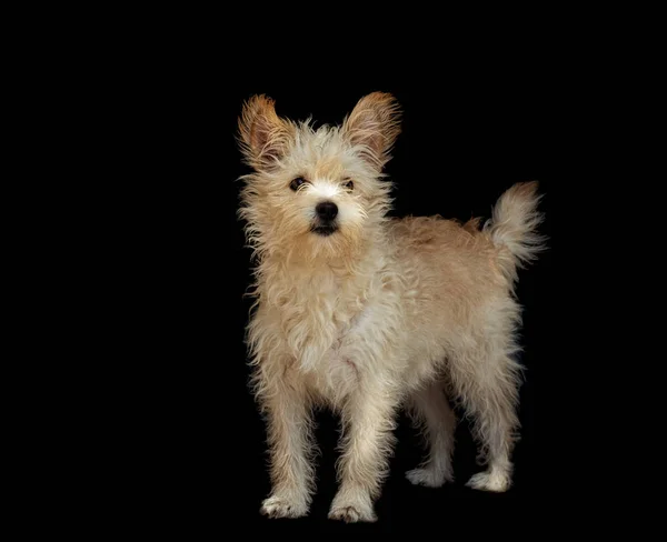 Piccolo cane è in piedi e guardando la fotocamera — Foto Stock