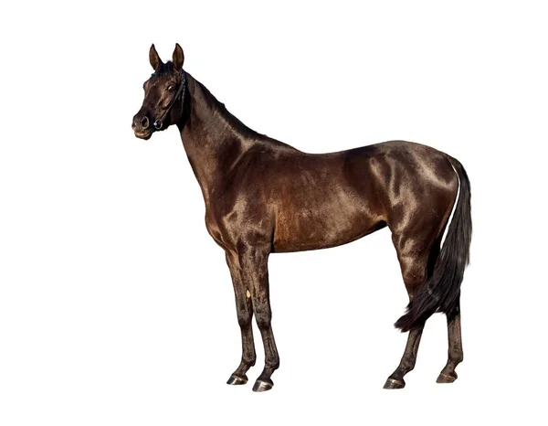 Portret av unga bay häst isolerad på en vit bakgrund — Stockfoto