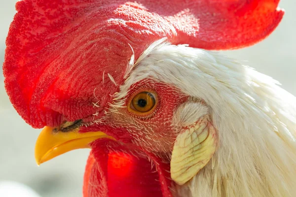 Eye of white cock close up selective focus image — Stock Photo, Image