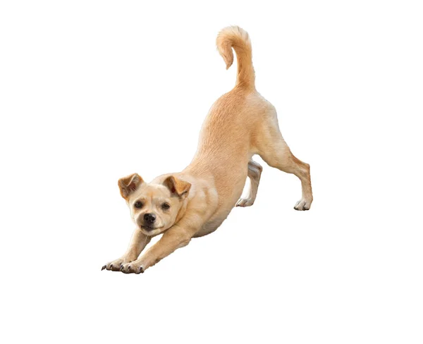 Pequeño perro tiende a hacer yoga asana aislado en blanco — Foto de Stock