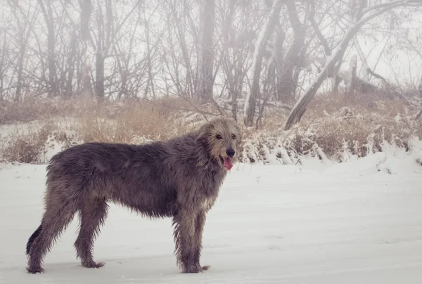 Gray Adult Irish Wolfhound Stands Profile Full Growth Looks Camera — Stock Photo, Image