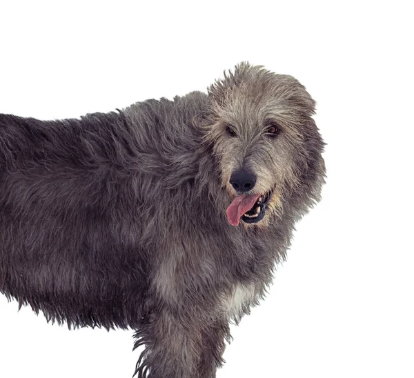 Portrait de loup-garou irlandais gris isolé sur fond blanc — Photo