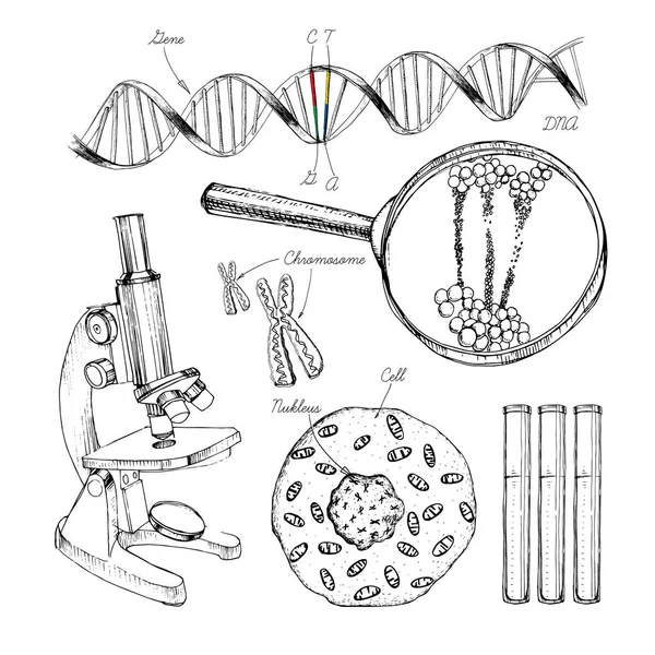 El DNA'ın küme yapısı çekilmiş. Genom dizisi. Nanoteknoloji sağlık ve biyokimya laboratuvar. Molekül sarmal dna, genom veya gen evrim. Doodle öğeleri. Gen düzenleme aracı. — Stok Vektör