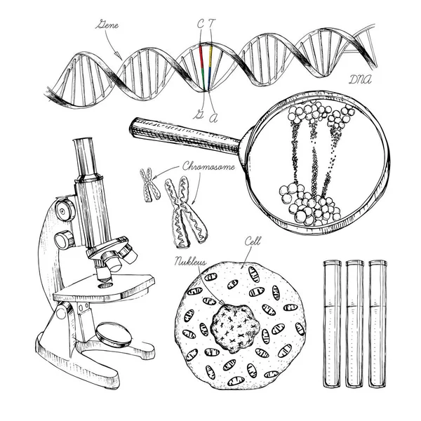 Tangan digambar struktur DNA. urutan genom. Laboratorium kesehatan dan biokimia nanoteknologi. Molecule helix dari dna, genom atau evolusi gen. Elemen Doodle. Alat penyuntingan gen . Stok Ilustrasi 