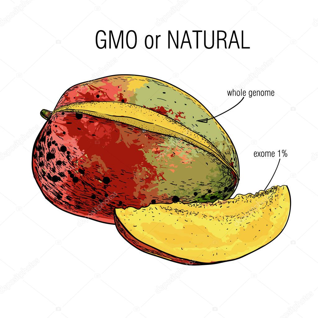 illustration of Sketch mango. Sample of genome isolation from the whole. Concept for Genetically modified fruit and syringe with colorful chemical GMO food.