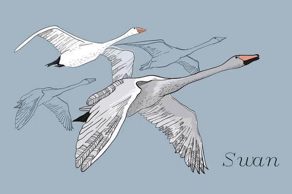 Ilustrație de desen Lebede zburătoare. Desen manual, design grafic doodle cu păsări. Obiect izolat pe fundal albastru . — Vector de stoc