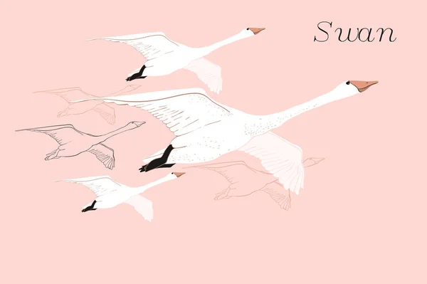 Ilustrasi menggambar Flying Swans. Gambar tangan, corat-coret desain grafis dengan burung. Objek terisolasi pada latar belakang biru . Stok Ilustrasi 