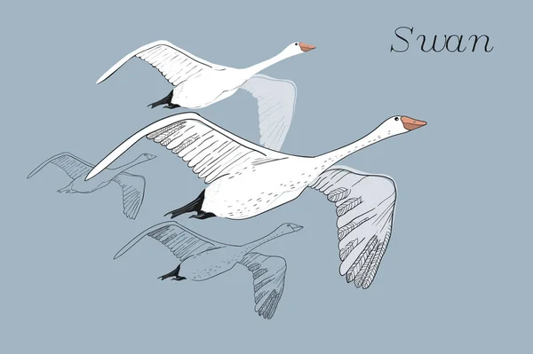 Illustrazione di disegno Cigni Volanti. Disegno grafico disegnato a mano, scarabocchio con uccelli. Oggetto isolato su sfondo blu . Vettoriale Stock