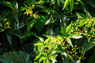 Sonbahar hasadı: elmalar, üzümler, sonbahar sarı yapraklarının arka planı