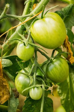 Sonbahar hasadı: elmalar, üzümler, sonbahar sarı yapraklarının arka planı