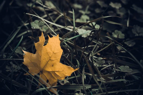 Mooie Gele Herfstbladeren Een Donkere Achtergrond — Stockfoto