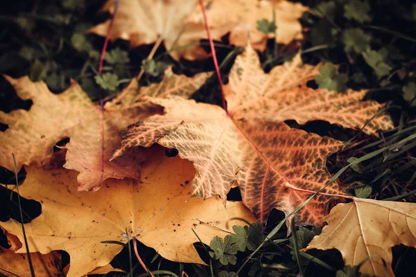 Beautiful Yellow Autumn Leaves Dark Background — Stock Photo, Image