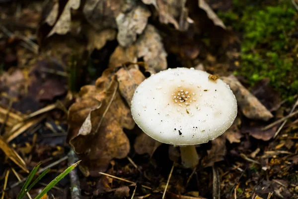 Poisonous White Mushroom Amanita Autumn Foliage — Stock Photo, Image