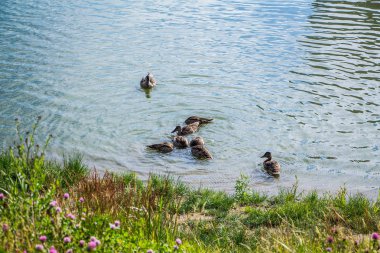 Vahşi ördekler yiyecek bulmak için yüzerler..