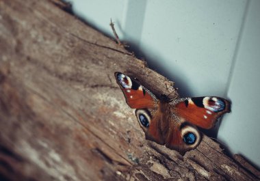 Tahtada sonbahar kelebeği Aglais io