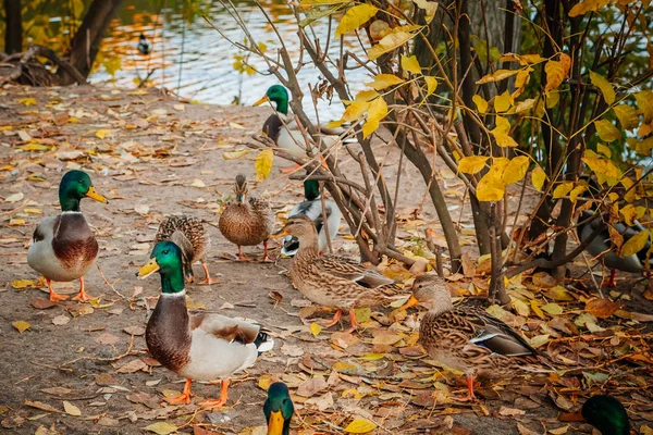 Wildenten Schwimmen Auf Nahrungssuche — Stockfoto