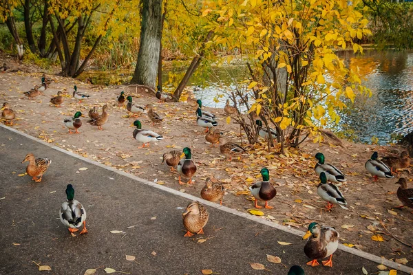 Wildenten Schwimmen Auf Nahrungssuche — Stockfoto