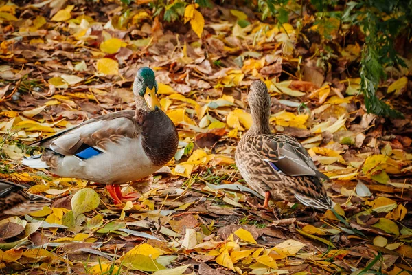 Wildenten Schwimmen Auf Nahrungssuche — Stockfoto