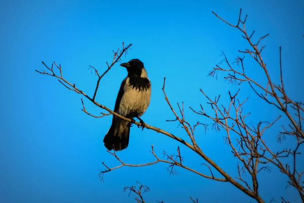 Oiseaux Assis Sur Les Branches Hiver — Photo