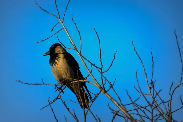 Birds Sitting Branches Winter — ストック写真