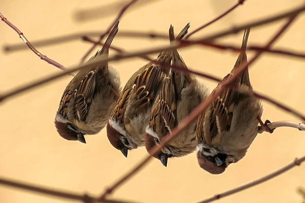 Aves Sentadas Ramas Invierno —  Fotos de Stock
