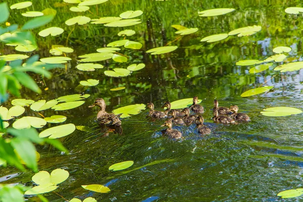 Ente Mit Entchen Schwimmt See — Stockfoto