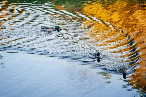 Wild Ducks Swim Search Food — Stock Photo, Image