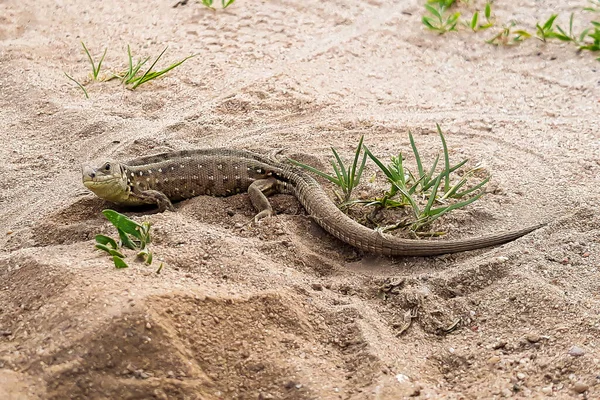 Schöne Wilde Eidechse Auf Gelbem Sand Aus Nächster Nähe — Stockfoto