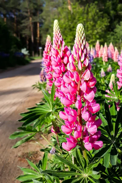 Beau Gros Plan Rose Violet Delphinium Fleurs Sauvages — Photo