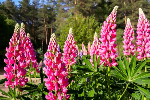 Beau Gros Plan Rose Violet Delphinium Fleurs Sauvages — Photo