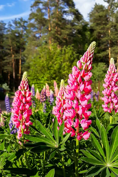 Hermosas Flores Silvestres Rosa Púrpura Delphinium Primer Plano — Foto de Stock