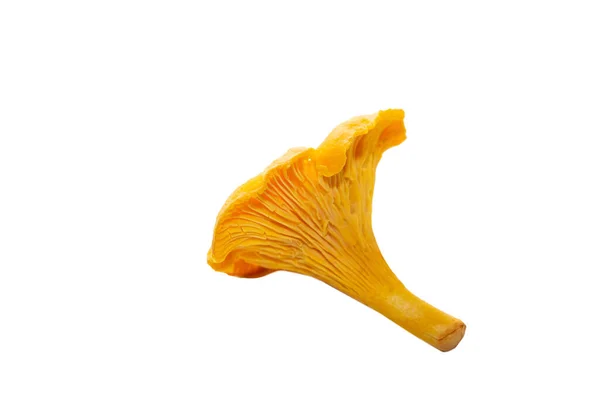 Heldere Oranje Chanterelle Champignons Een Witte Achtergrond Een Chanterelle Paddestoel — Stockfoto
