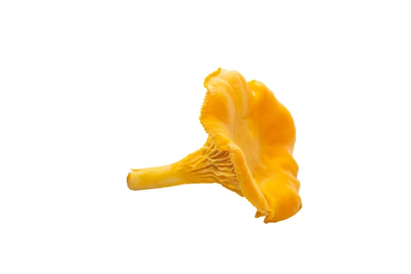 Heldere Oranje Chanterelle Champignons Een Witte Achtergrond Een Herfst Oranje — Stockfoto
