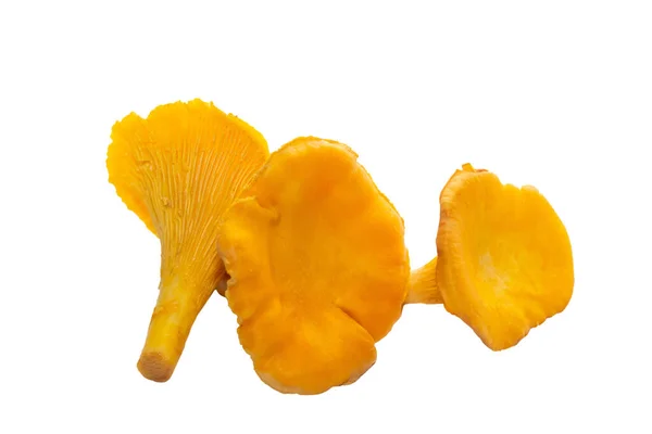 Cogumelos Chanterelle Cor Laranja Brilhantes Contexto Branco Três Cogumelos Chanterelle — Fotografia de Stock