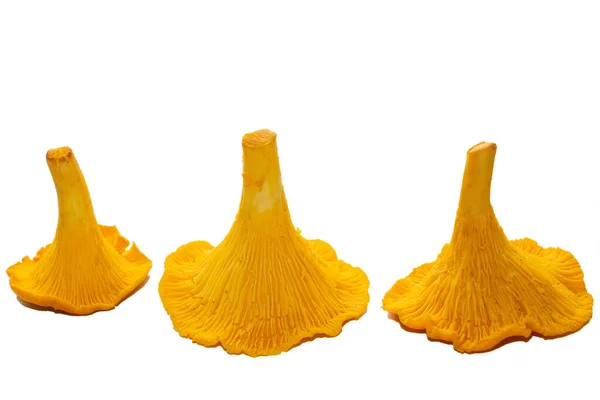 Cogumelos Chanterelle Cor Laranja Brilhantes Contexto Branco Três Cogumelos Chanterelle — Fotografia de Stock