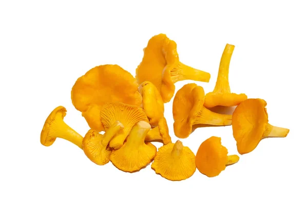 Heldere Oranje Chanterelle Champignons Een Witte Achtergrond Herfst Oogst Van — Stockfoto