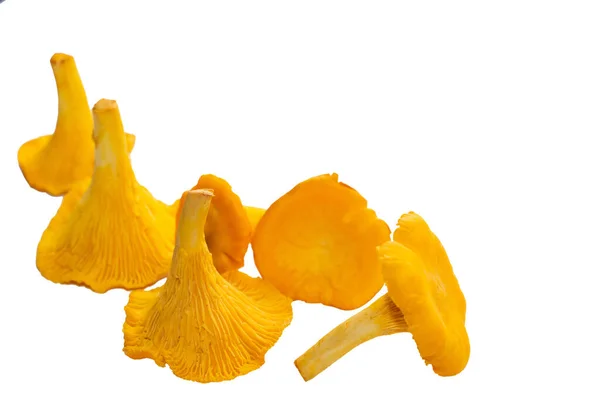 Champiñones Chanterelle Naranja Brillante Sobre Fondo Blanco Champiñones Cantarela Color — Foto de Stock