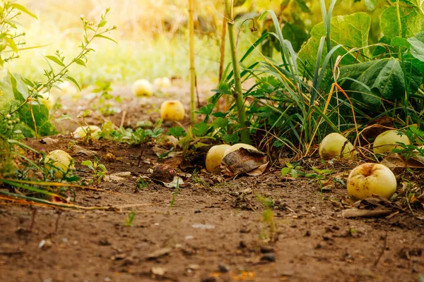 成熟的黄色苹果躺在地上 新收获 乡村阳光 有选择的焦点 — 图库照片