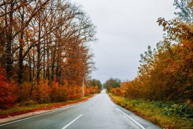 Sonbahar sarı ve kırmızı ağaçlar arasında asfalt boş yol.