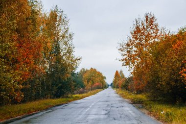 Sonbahar ormanı ve sarı ağaçların arasındaki boş yol. Seçici odak