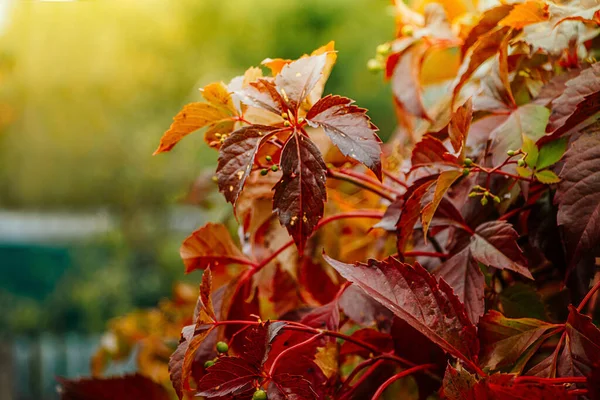 Viña Silvestre Hojas Rojas Otoño Sol Enfoque Selectivo — Foto de Stock