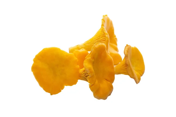 Cogumelos Chanterelle Cor Laranja Brilhantes Contexto Branco Pequeno Bando Cogumelos — Fotografia de Stock