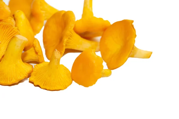 Cogumelos Chanterelle Cor Laranja Brilhantes Contexto Branco Colheita Outono Cogumelos — Fotografia de Stock