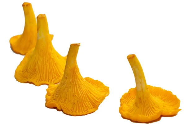 Heldere Oranje Chanterelle Champignons Een Witte Achtergrond Chanterelle Oranje Paddenstoelen — Stockfoto