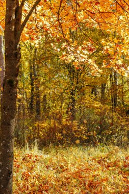 Güneşin altında sarı ağaçları olan güzel bir sonbahar ormanı