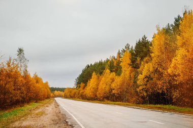 Sonbahar ormanları arasındaki boş yol, perspektif. Güzel yağmurlu manzara.