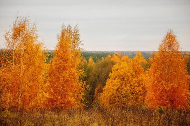 Bulutlu bir günde sonbahar ormanı. Güzel sarı ağaçlar.